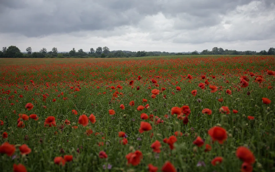 A wide field of red poppies in open farmland under a heavy grey sky, a line of trees on the horizon (AI-generated image)