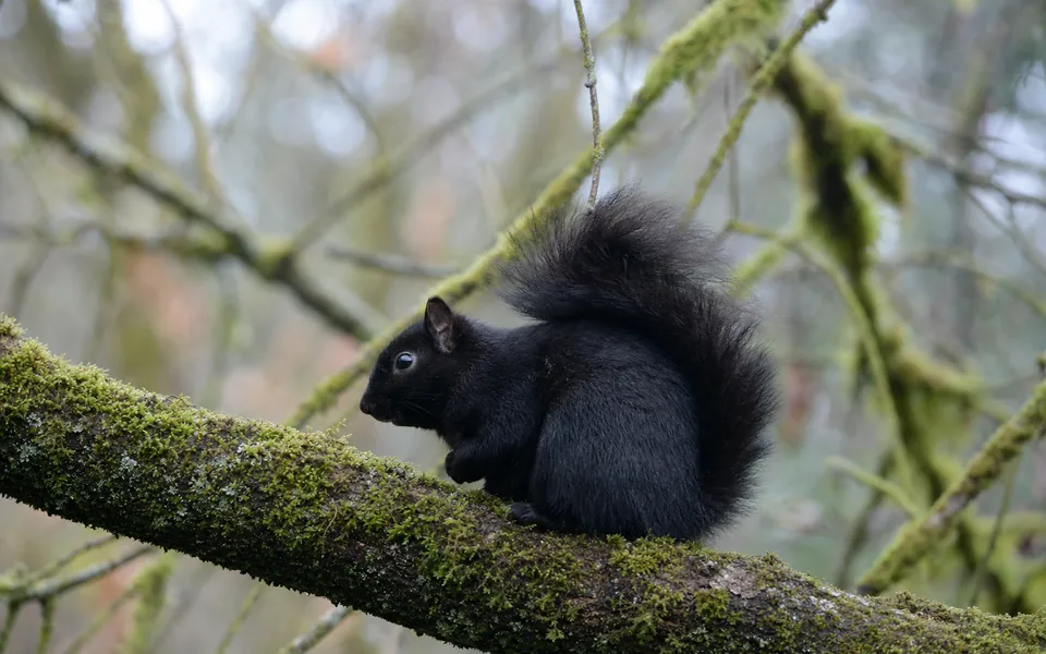 A black-coated squirrel, dark from nose to tail, sitting on a mossy maple branch with its bushy tail raised over its back (AI-generated image)