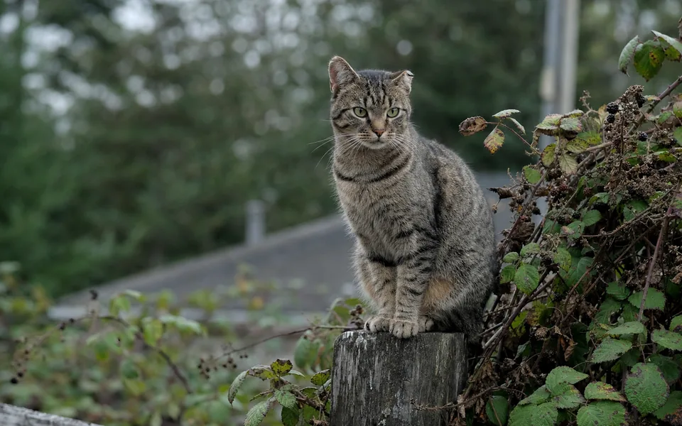 A tabby cat sitting alert on a weathered fence post beside blackberry brambles, the tip of its left ear squared off (AI-generated image)