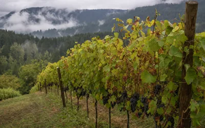 A row of grapevines with dark clusters on a slope in autumn, misty forested hills behind (AI-generated image)