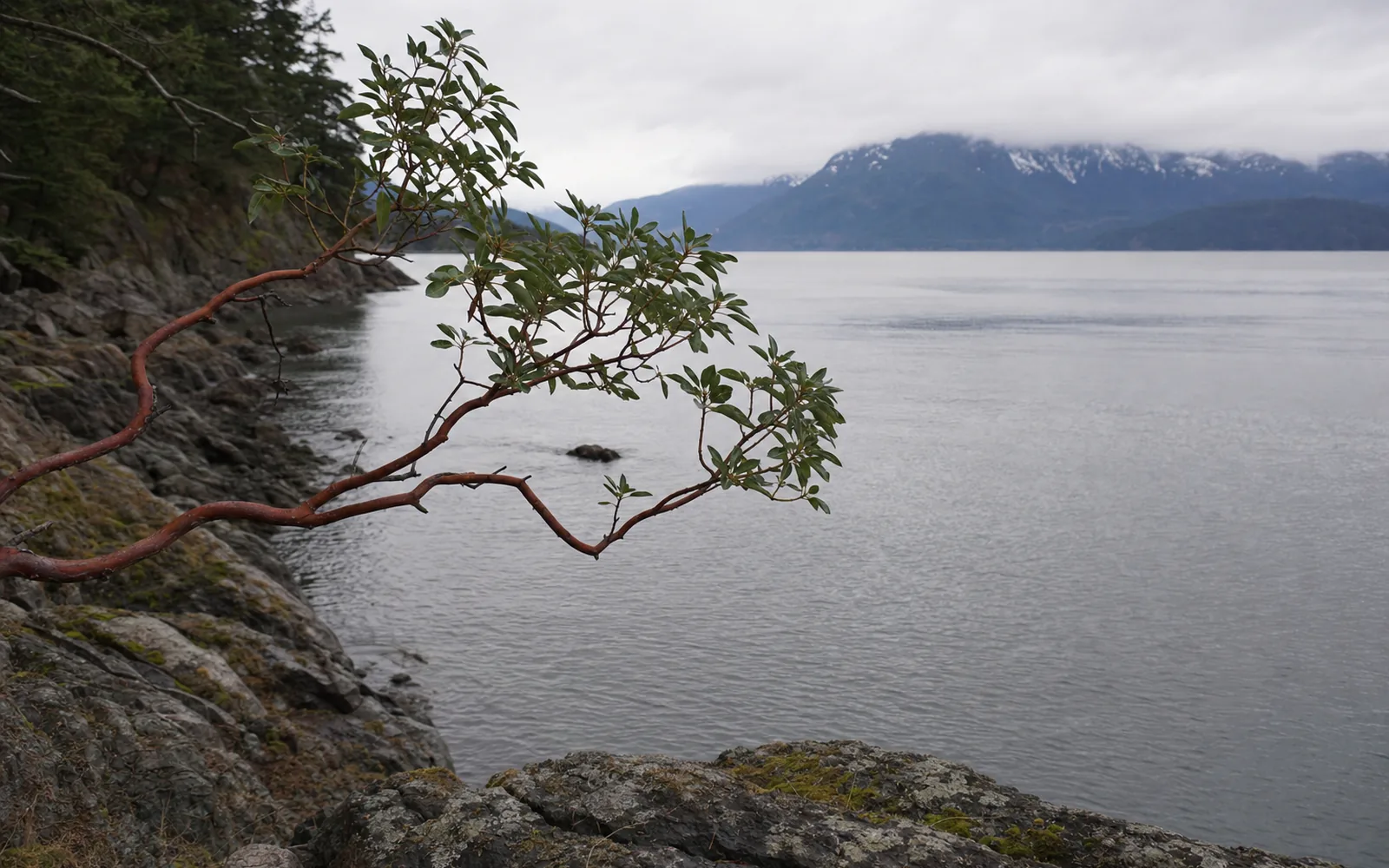 A leaning arbutus branch with red bark and green leaves over a rocky shore, calm grey water and snow-dusted mountains in cloud (AI-generated image)