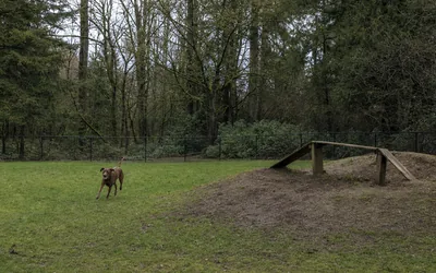 A fenced off-leash dog area with a dirt mound and a plain wooden ramp, one brown dog running on the grass (AI-generated image)